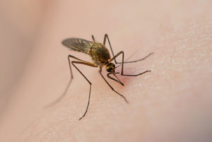 mosquito-sucking-blood