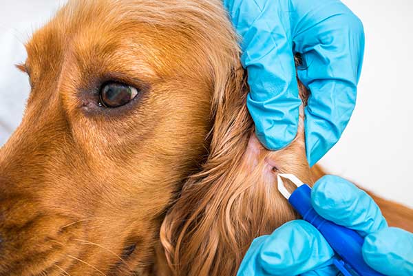 tick-removal-dog-ear