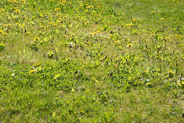 weeds-dandelions-in-neglected-lawn