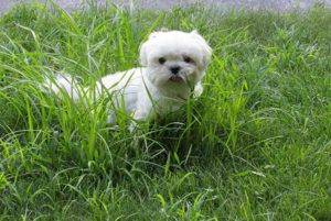 white-dog-tall-grass