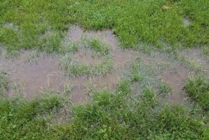 lawn-standing-water-mosquito