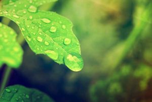 water-droplet-on-leaf