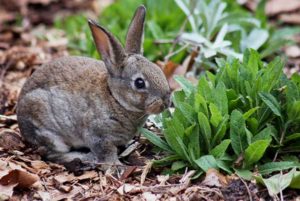 rabbit-eating-plants