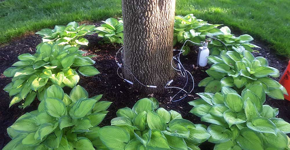 Tree Trimming Jobs, Arborist Careers, Plant Health Care RYAN