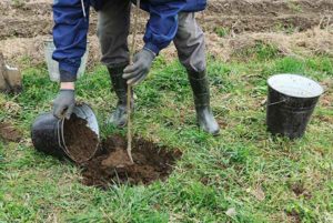 dig hole plant tree