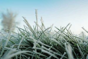 frost-on-grass-blades
