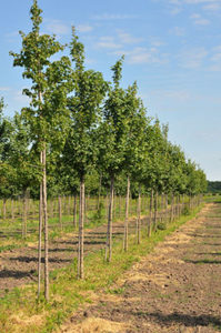 maple tree orchard