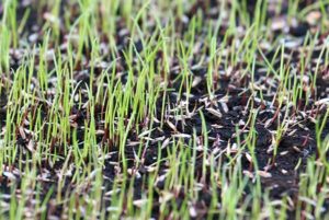 new-grass-growing-close-up-image