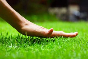 hand-touching-grass