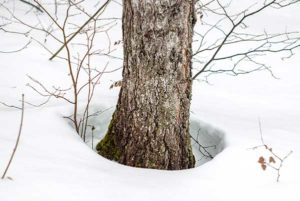 snow-around-tree