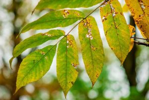 tree-disease-leaf-2
