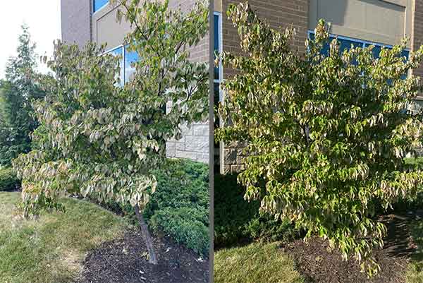 Winter Drought Stress in Trees and Why They Need Water | RYAN