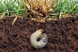 grub-in-soil-of-front-lawn