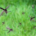 mosquitos-flying-pest-image