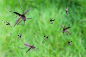 mosquitos-flying-pest-image