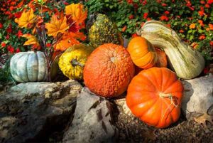 pumpkin-gord-autumn-landscaping