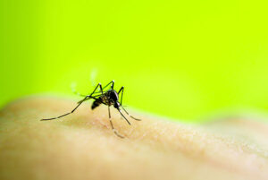 mosquito-close-up-image