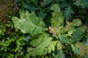 tree-leaf-disease-image