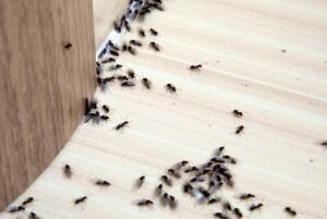 ants entering house