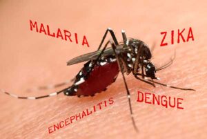 mosquito zika image