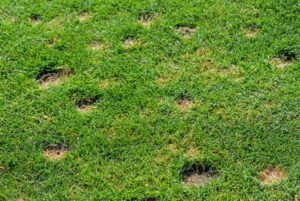 dead patchy grass from lawn pests