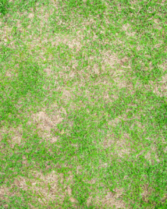 Drought Defense Program