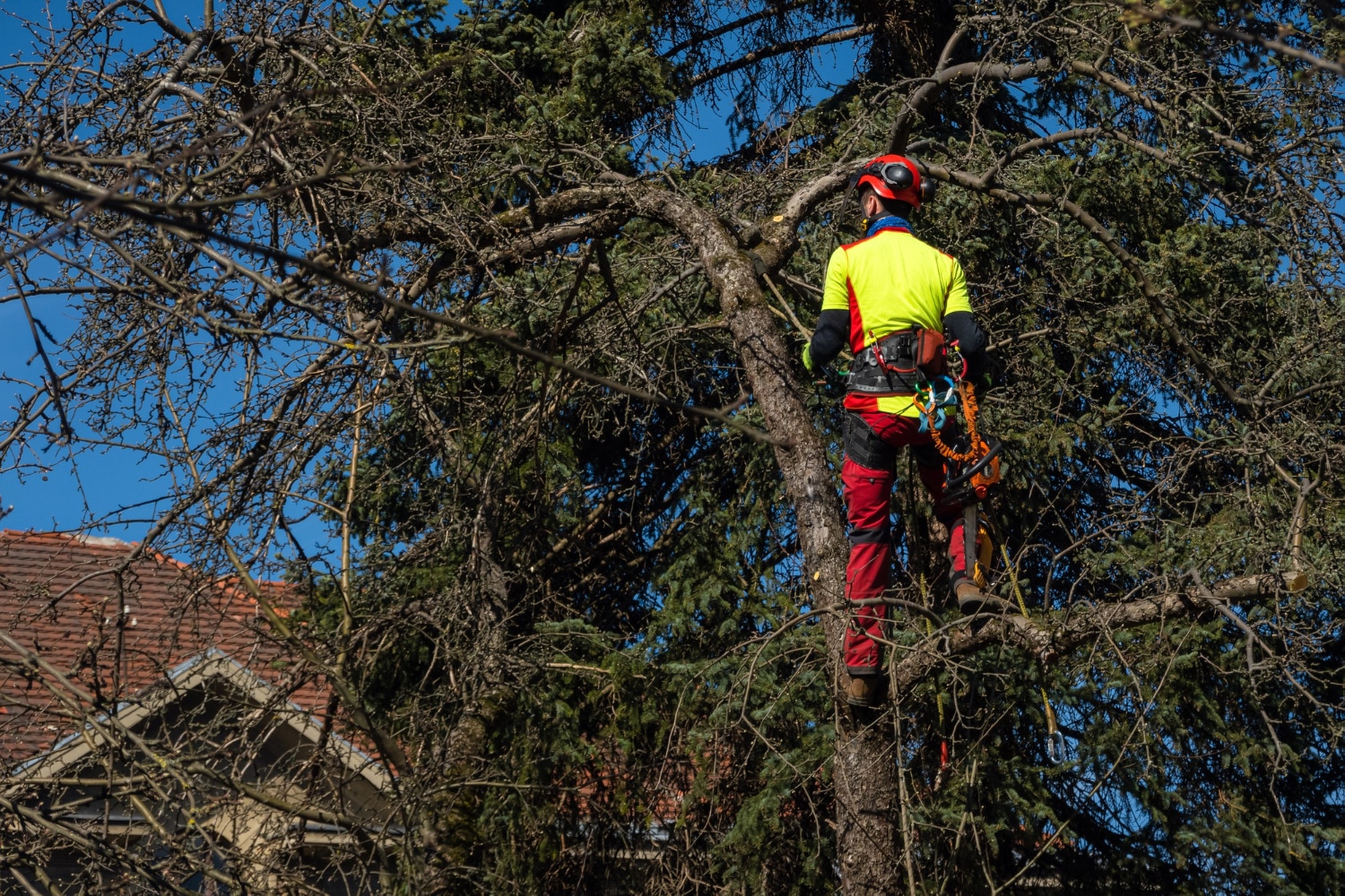 emergency tree services