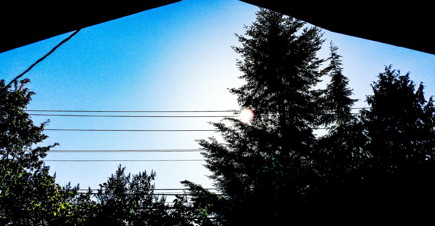 power lines with trees