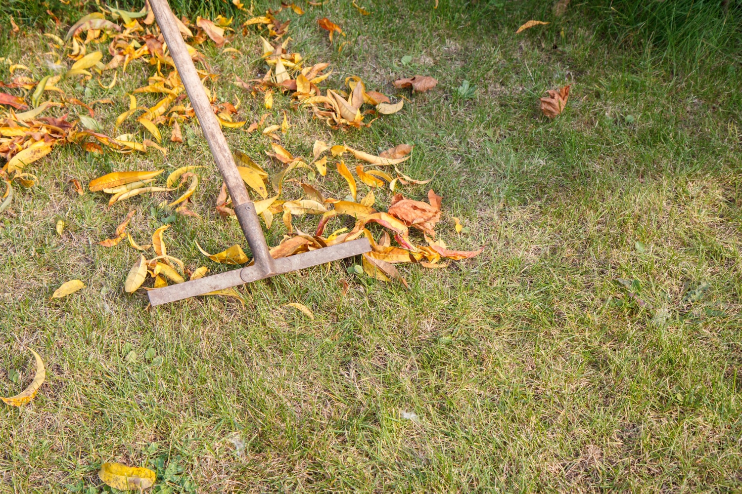 lawn care