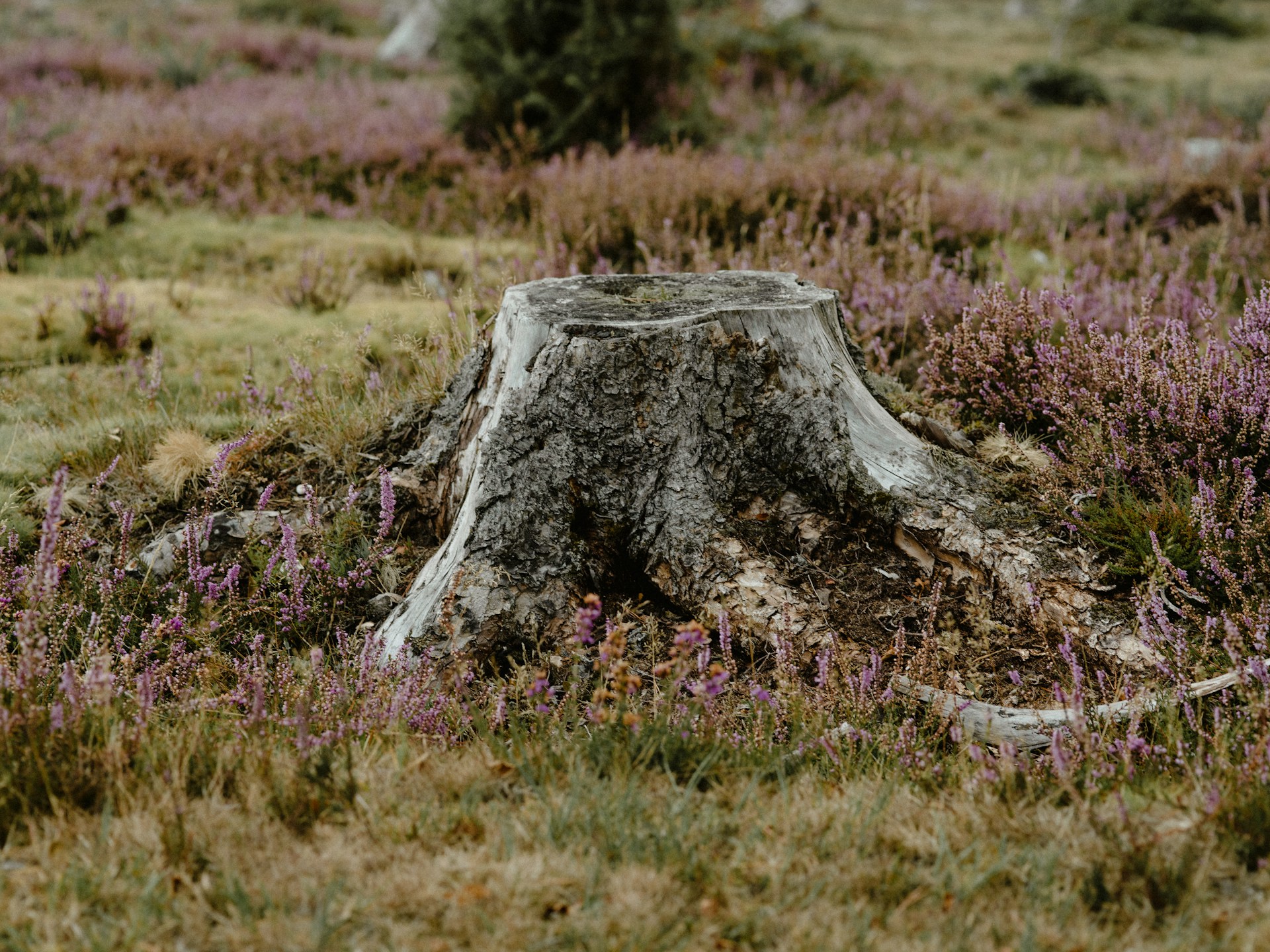 stump