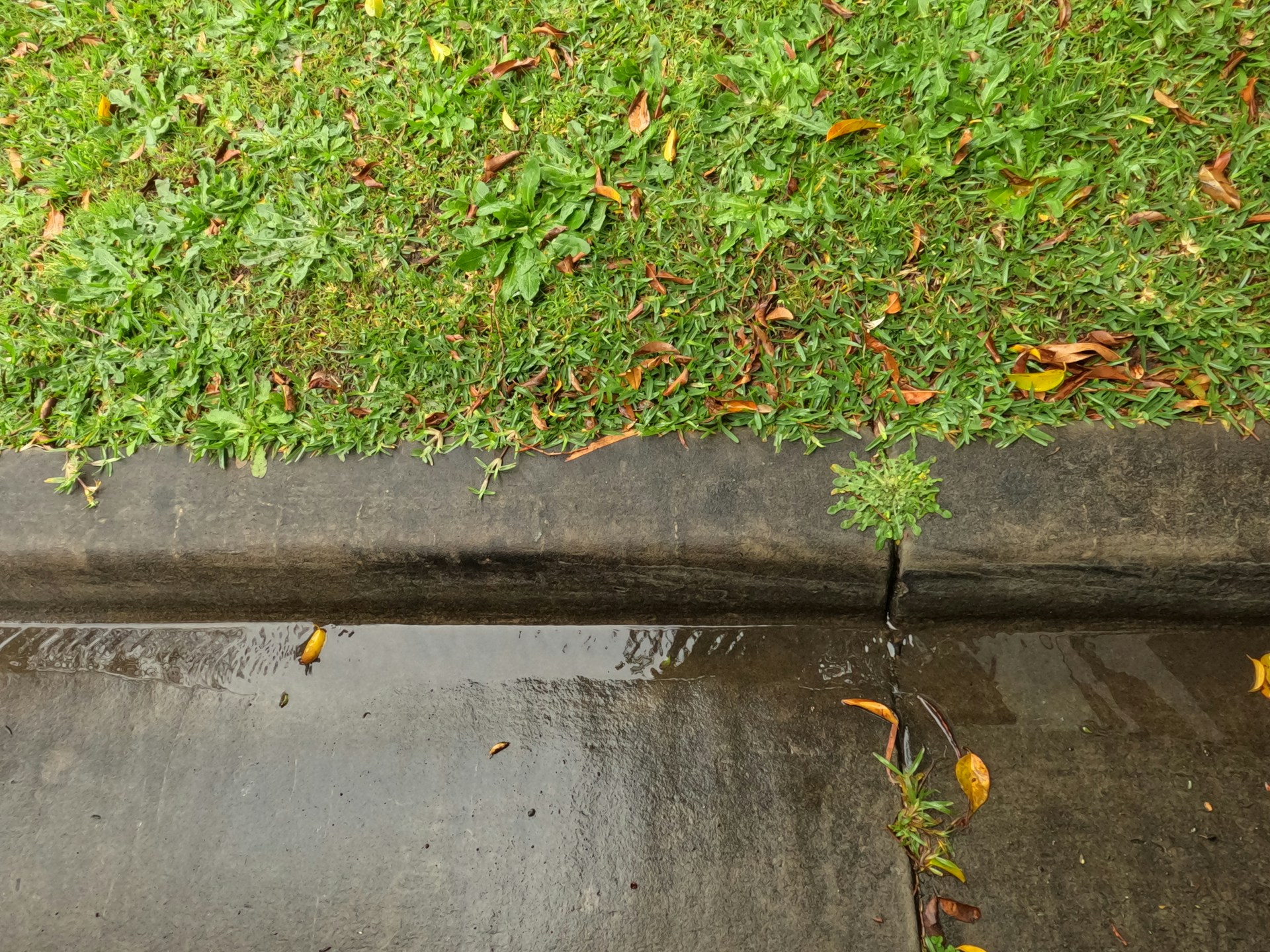 lawn drainage