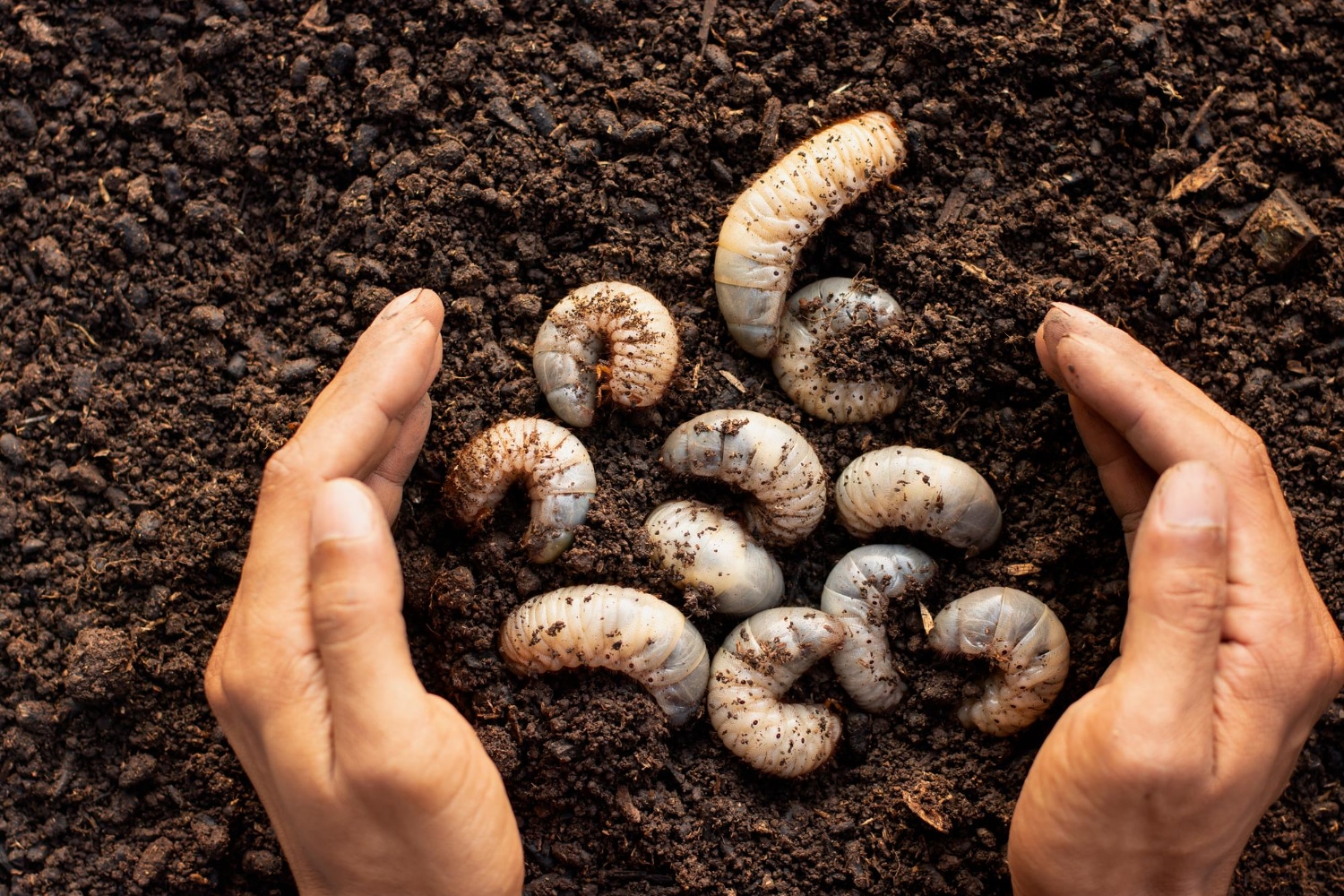 grub
