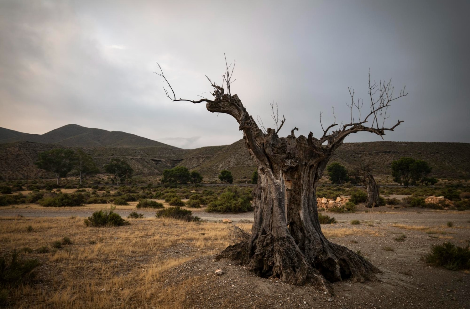 tree struck by lightning