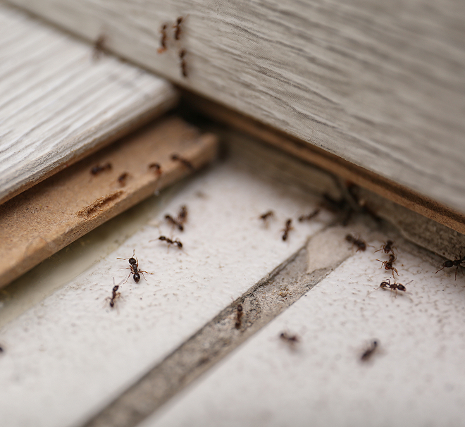 home insect barrier