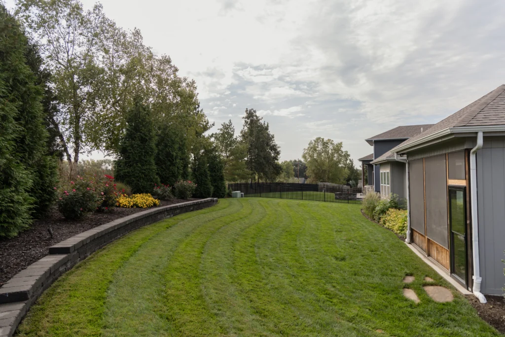 plants and trees in a backyard