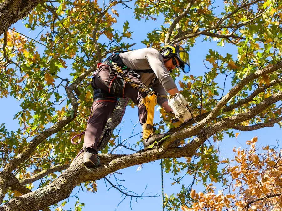 ryan pro pruning tree