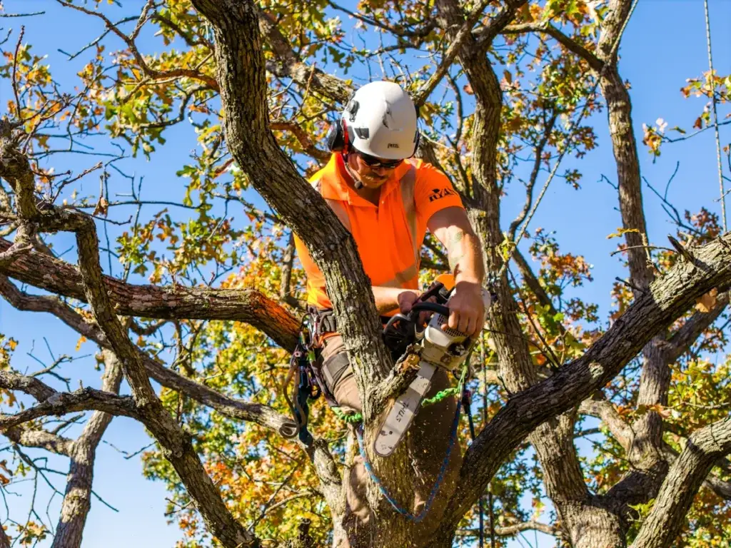 ryan pro removing tree