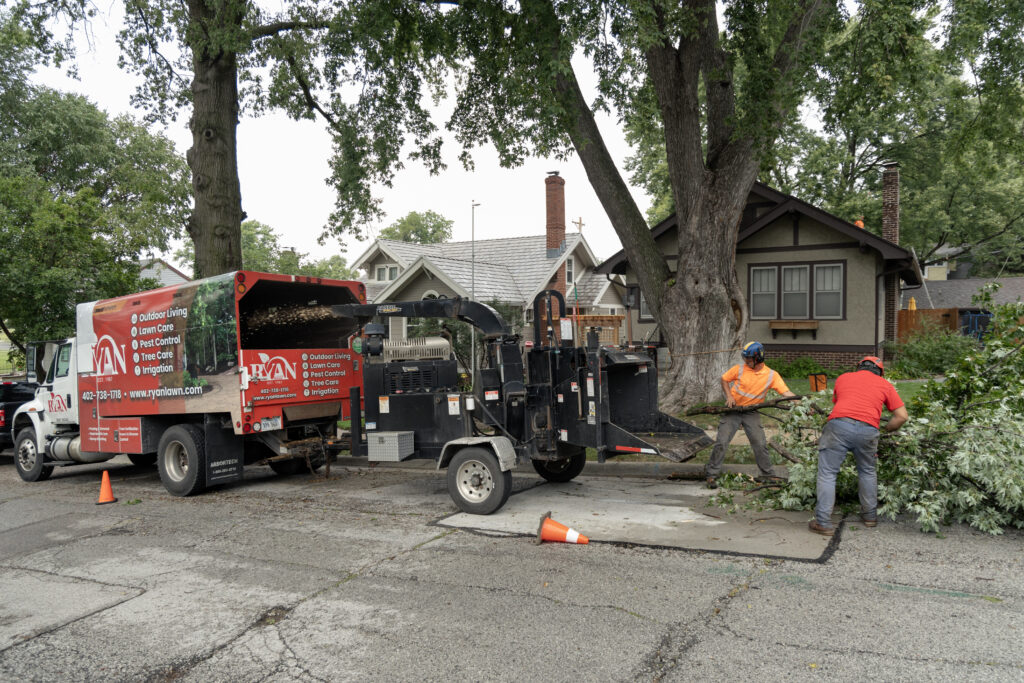 tree removal